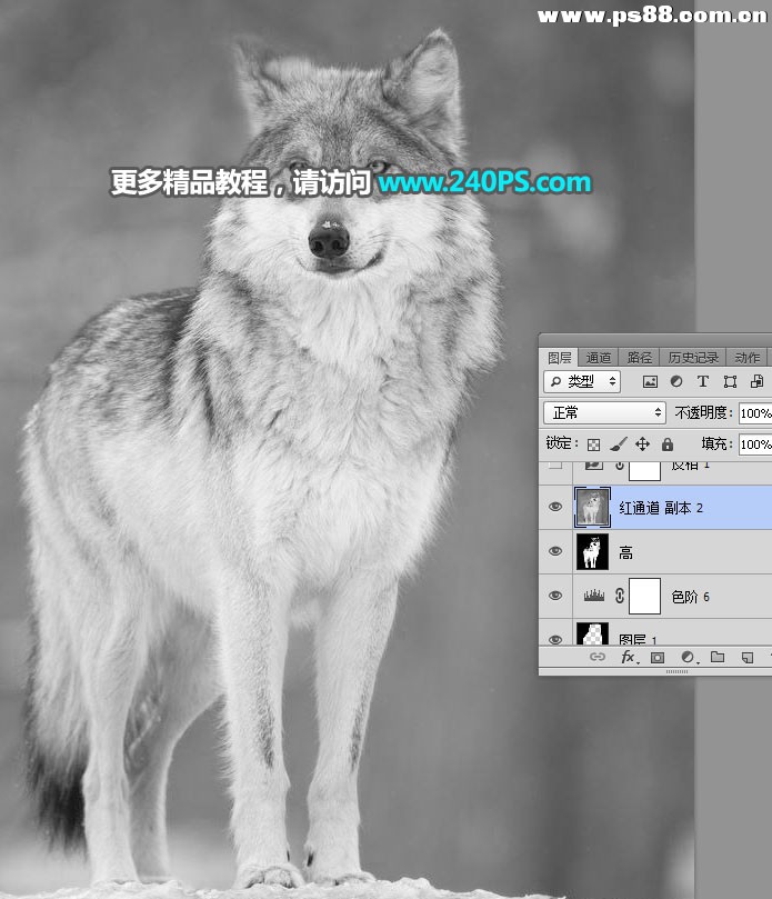 Photoshop抠出毛茸茸的雪中灰狼,PS教程,