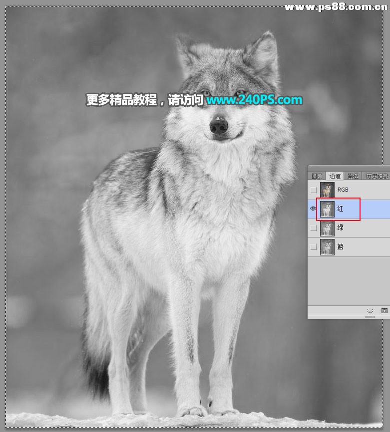 Photoshop抠出毛茸茸的雪中灰狼,PS教程,