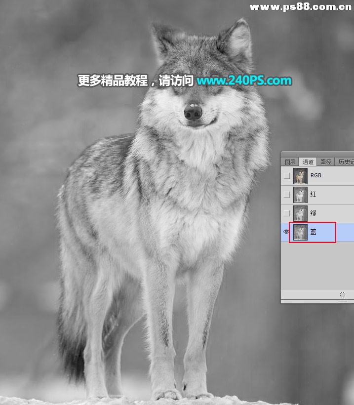 Photoshop抠出毛茸茸的雪中灰狼,PS教程,
