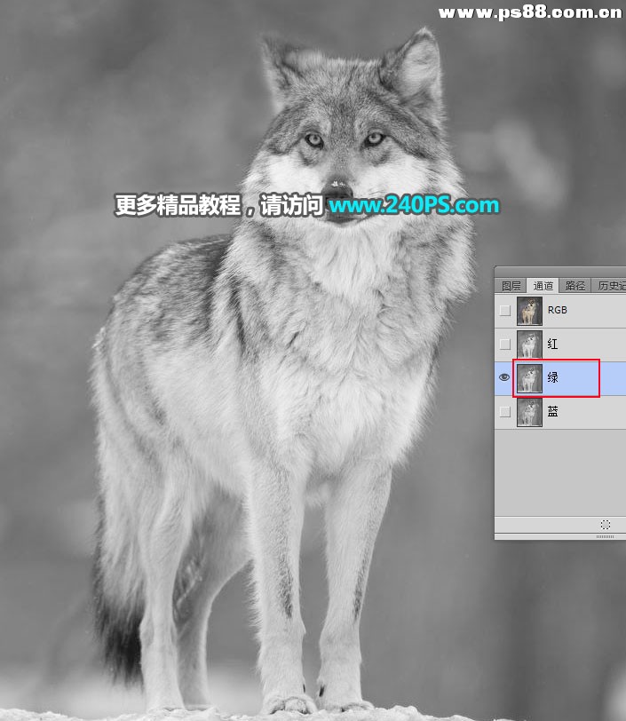 Photoshop抠出毛茸茸的雪中灰狼,PS教程,